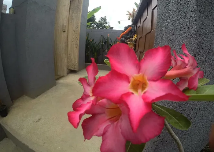 Guest house Imeme Nusa Lembongan (Bali)